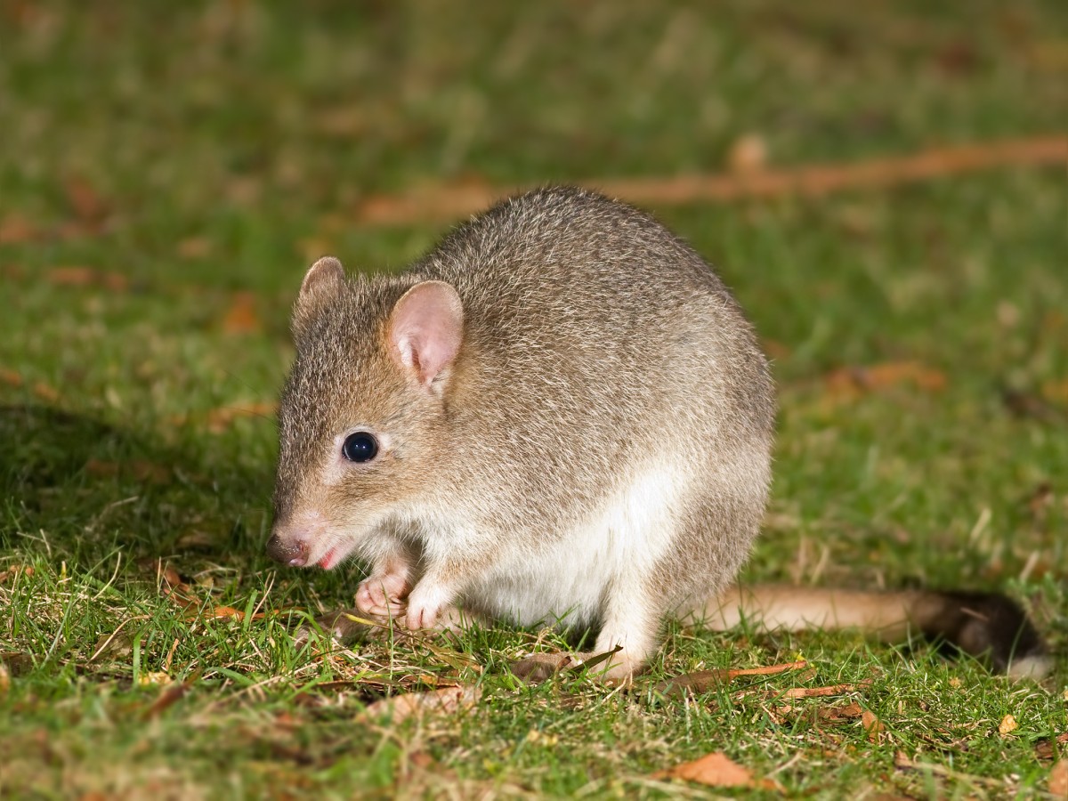 bettongia